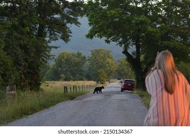 Encountering wild bear crossing in the great smoky mountain national park - Shutterstock ID 2150134367