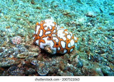 Encrusting Colonial Ascidian Or  Sea Daisy