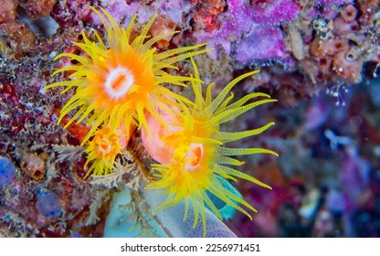 Encrusting Sea Anemone at Coral Reef  Lembeh  North Sulawesi  Indonesia  Asia