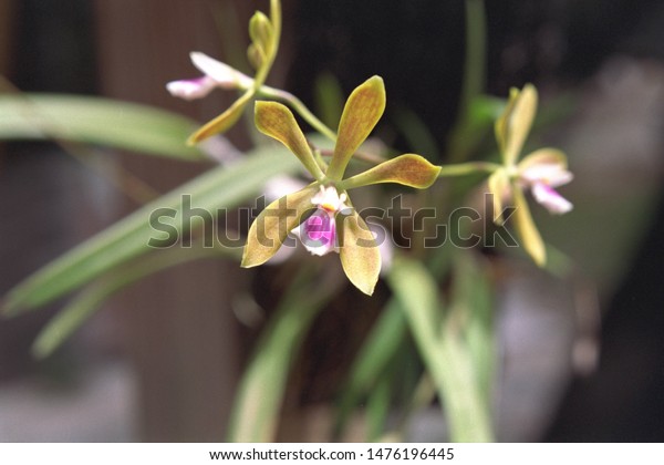 Encyclia Tampensis Butterfly Orchid Stock Photo Edit Now 1476196445