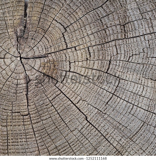 End Cut Wood Log Beam Log Royalty Free Stock Image