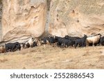 At the end of November, a small herd of sheep and black-haired goats resting under a massive rock in a severe rain