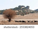 At the end of November, a small herd of sheep and black-haired goats grazes the remaining stubble in the field