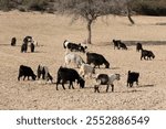 At the end of November, a small herd of white-haired and black-haired goats grazing the remaining stubble and fallen leaves in a crop field