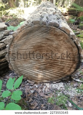 end of an old log in the woods. saw marks are still visible along the endgrain rings.