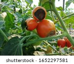 Blossum​ end rot Tomato​ Agriculture​ Plant​ 