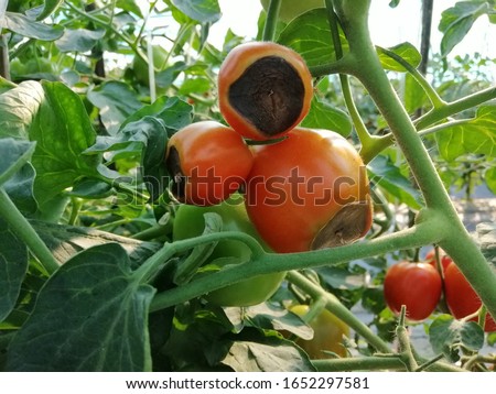 Blossum​ end rot Tomato​ Agriculture​ Plant​  [[stock_photo]] © 