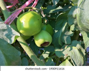 Blossom​ End Rot Tomato Plant Agriculture​ Fresh Food