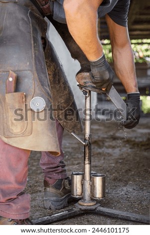 At the end of shoeing, the farrier gives the horse's hoof a final rasp as a finishing touch.