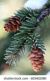 End Of A Subalpine Fir (balsam Fir) Branch With Cones.