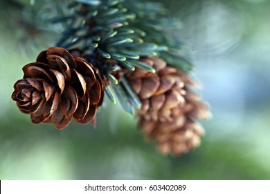 End Of A Subalpine Fir (balsam Fir) Branch With Cones.