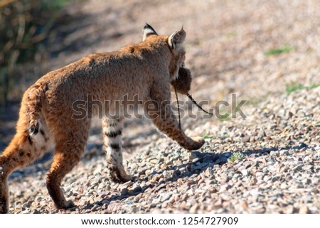 End to a successful hunt, a Bobcat, Lynx rufus returns from the reeds and grasses in a wetlands environment with a Cotton Rat. Hunter and Prey, a feline wild cat and her kill. Pima County, Arizona.
