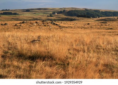 End Of A Summer Day. In The Distance, Aubrac Cows Graze Peacefully On Vegetation Made Golden By The Setting Sun (Route Des Lacs, Lozère, France)