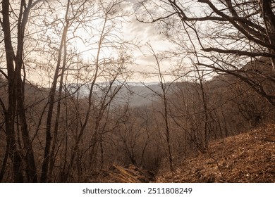 End of winter landscape in Vrelo Grze, Serbia, showing a barren forest with leafless trees and a tranquil, overcast sky. - Powered by Shutterstock