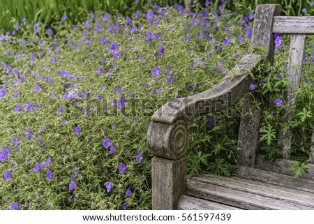 End of wooden bench by mound of geraniums (binomial name: Geranium 'Brookside'), also known as cranesbill, in a summer garden (shallow depth of field)