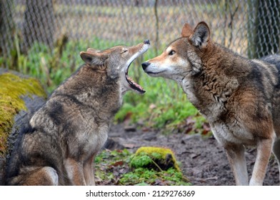 Endamgered Red Wolves New York