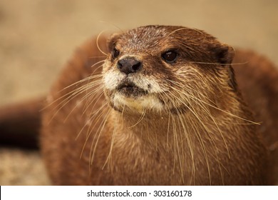 An Endangered African Clawless Otter Looking Into The Distance.