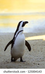 Endangered African Penguin Looking Out To The Water At Sunset In Boulder's Beach, Simon's Town, South Africa.