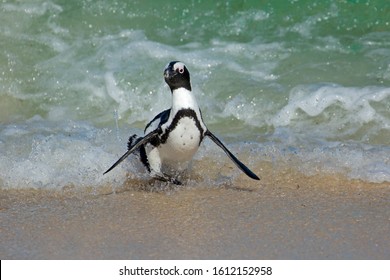 An Endangered African Penguin (Spheniscus Demersus) Running On Beach, Western Cape, South Africa 
