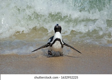 An Endangered African Penguin (Spheniscus Demersus) Running On Beach, Western Cape, South Africa 
