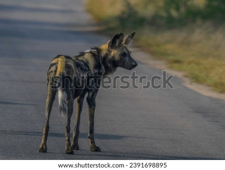 Endangered African wild dog during safari in kruger park