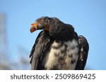 Endangered American Californian Condor perched close up looking to the side