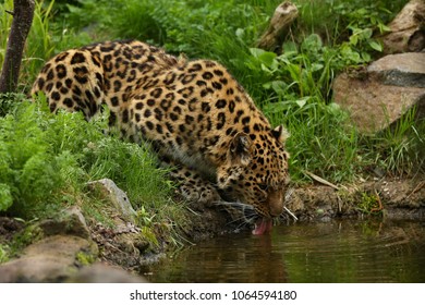 Endangered Amur Leopard Nature Looking Habitat Stock Photo 1064594180 ...