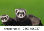 Endangered Animal
Animal
Black-Footed Ferret