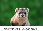 Endangered Animal
Animal
Black-Footed Ferret