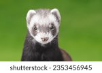 Endangered Animal
Animal
Black-Footed Ferret