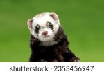 Endangered Animal
Animal
Black-Footed Ferret