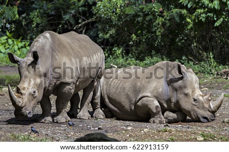Endangered animal, Rhinoceros in their habitat in Indonesia