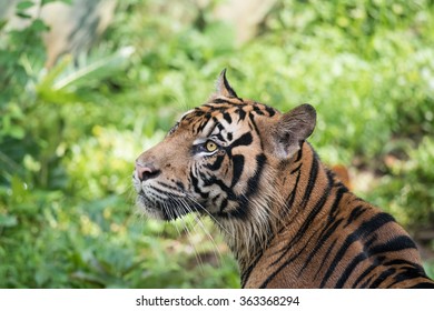 Endangered Animals Of Sumatran Tiger