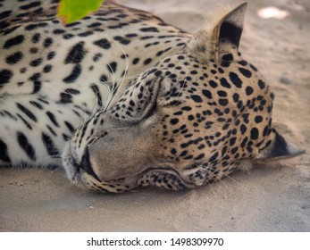 Endangered Arabian Leopard In Captivity 