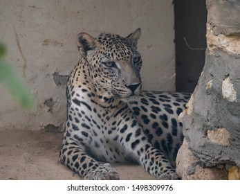 Endangered Arabian Leopard In Captivity 