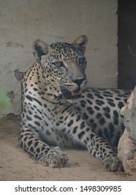 Endangered Arabian Leopard In Captivity 