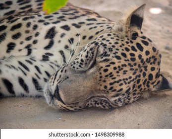 Endangered Arabian Leopard In Captivity 