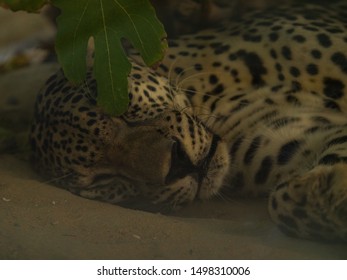 Endangered Arabian Leopard In Captivity 