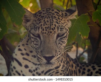 Endangered Arabian Leopard In Captivity 