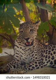 Endangered Arabian Leopard In Captivity 