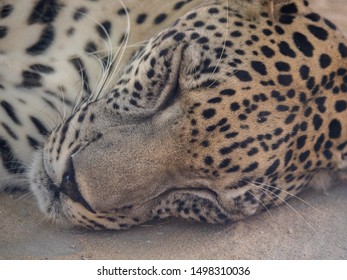 Endangered Arabian Leopard In Captivity 