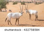 Endangered arabian oryxes (Oryx leucoryx) in Dubai Desert Conservation Reserve, United Arab Emirates.