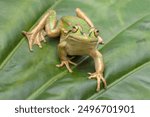 Endangered Australian Green and Golden Bell Frog