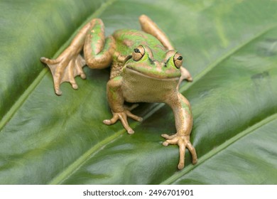 Endangered Australian Green and Golden Bell Frog