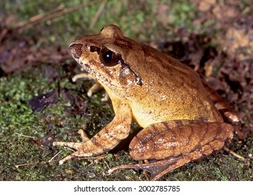 Endangered Australian Stuttering Frog On Mossy Ground