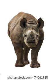 Endangered Baby Black Rhinoceros on White