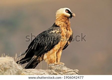 An endangered bearded vulture (Gypaetus barbatus) perched on a rock, South Africa
