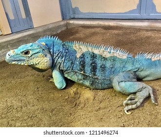 The Endangered Blue Iguana (Cyclura Lewisi), Also Known As The Grand Cayman Iguana, Grand Cayman Blue Iguana Or Cayman Island Blue Iguana