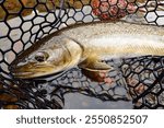 Endangered bull trout caught in Hells Canyon National Recreation Area in Oregon