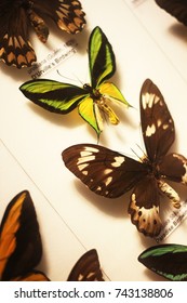 Endangered Butterfly Taxidermy